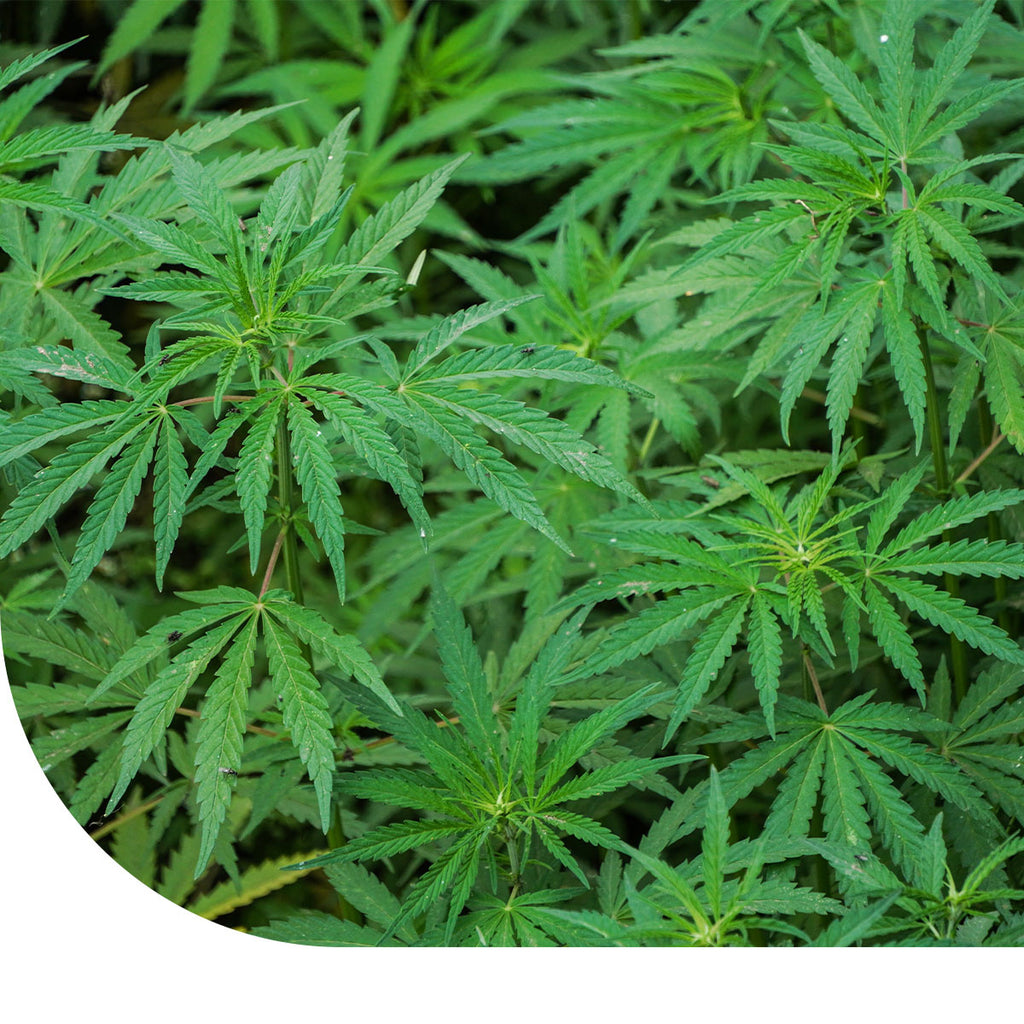 MRS Seeds & Mixtures Vezelhennep - Cannabis sativa L.