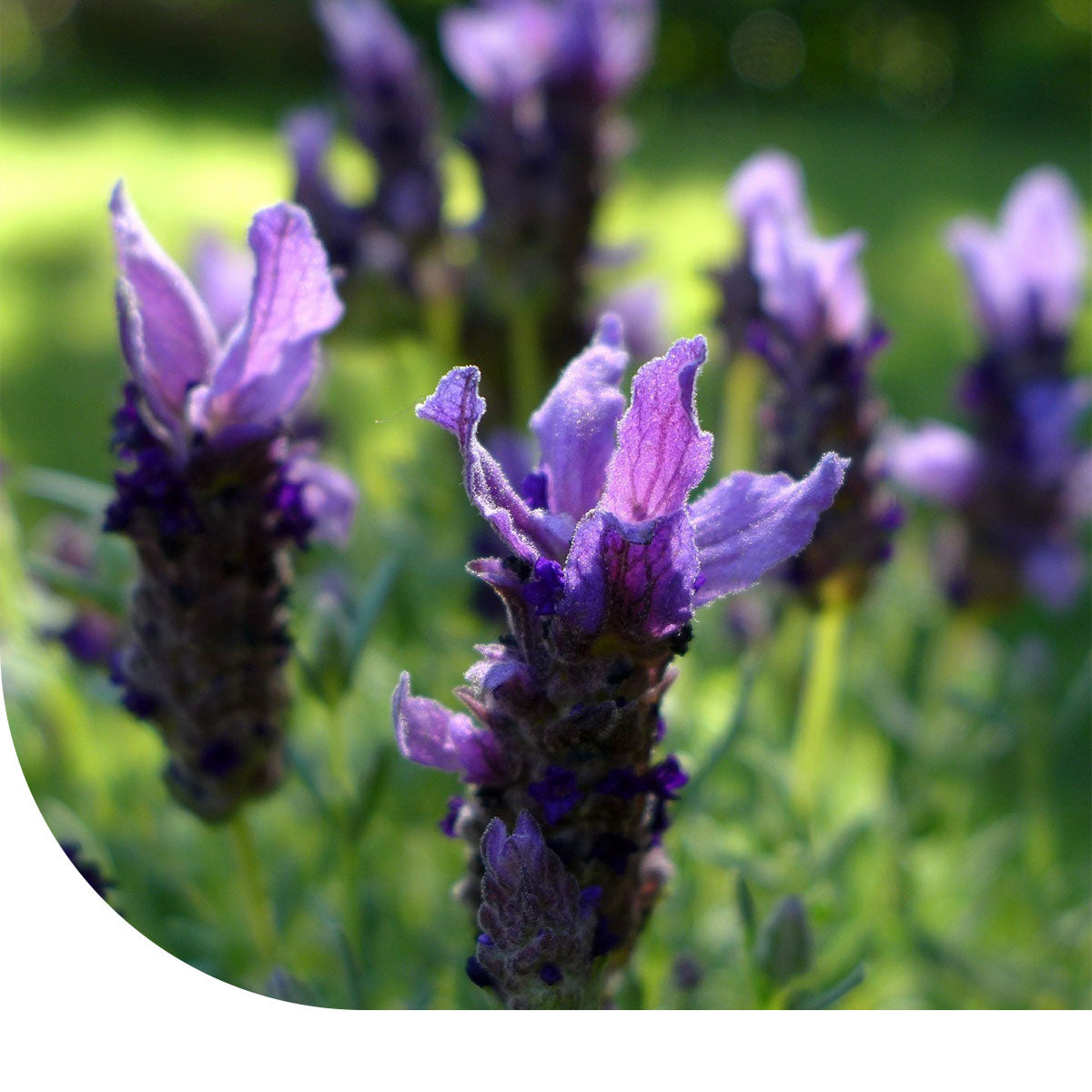 MRS Seeds & Mixtures Vlinderlavendel - Lavandula Stoechas