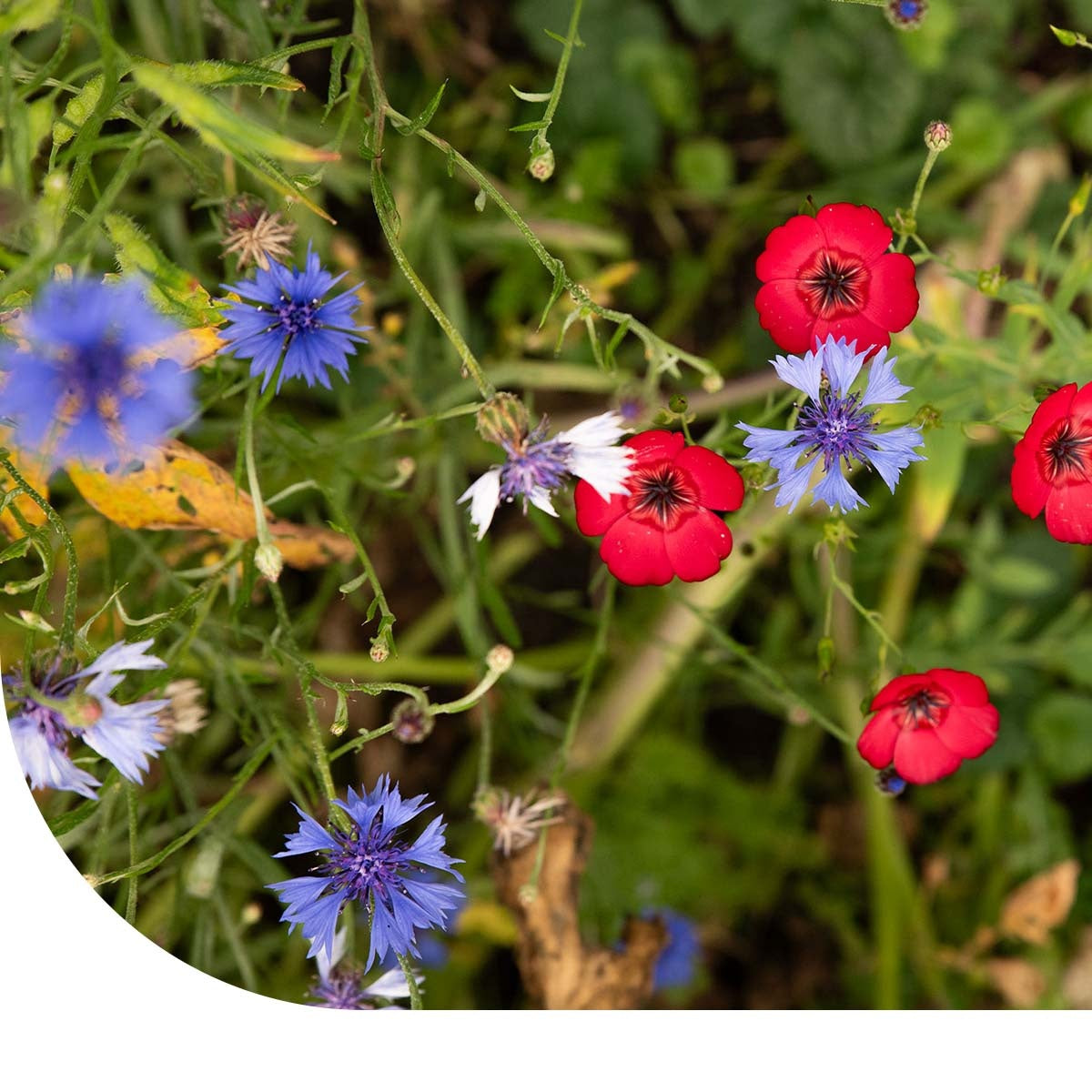 MRS Seeds & Mixtures Vogelaantrekkend Bloemenmengsel