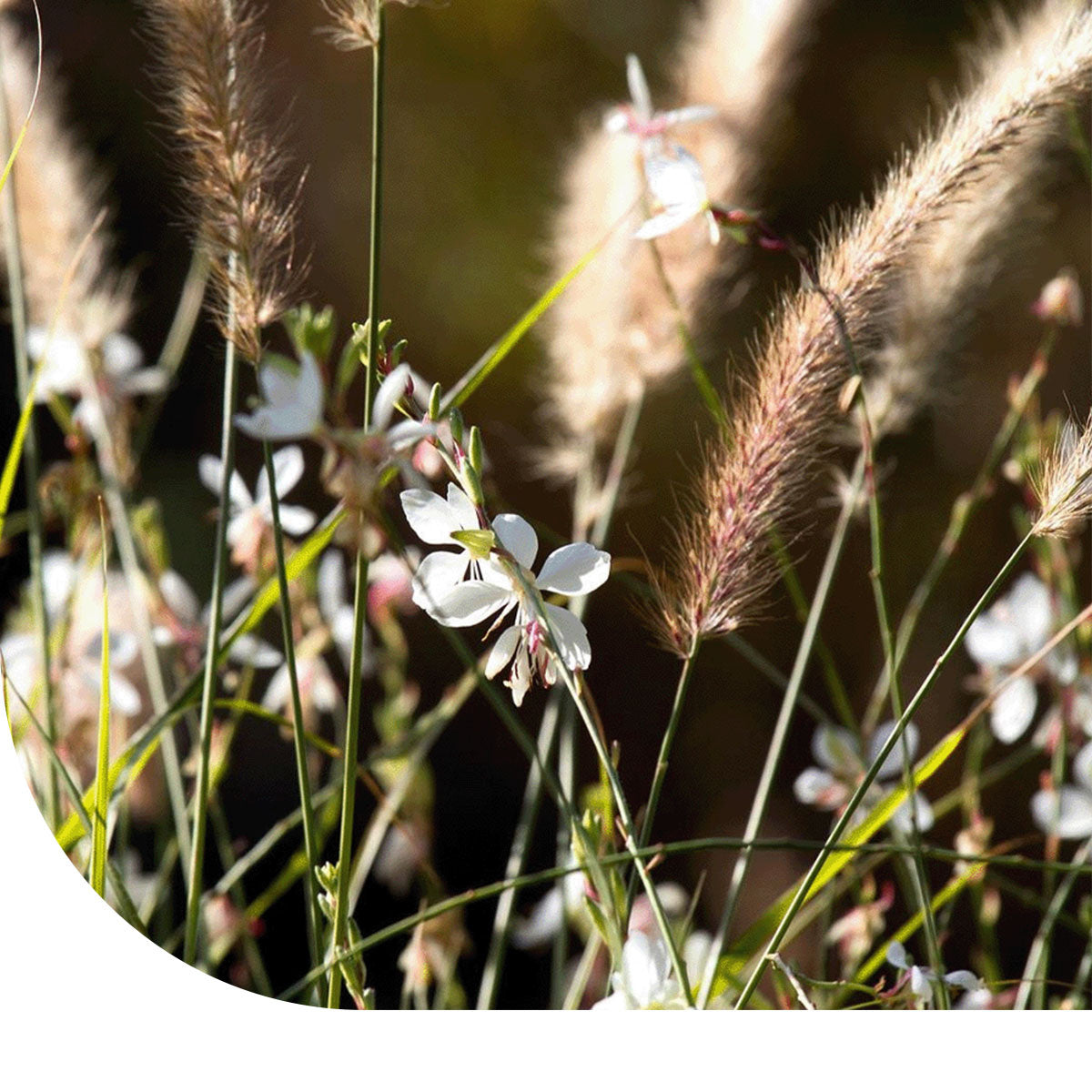 MRS Seeds & Mixtures Wadi Bloemenmengsel Meerjarig