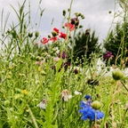 MRS Seeds & Mixtures Weidebloemenmengsel [nl]