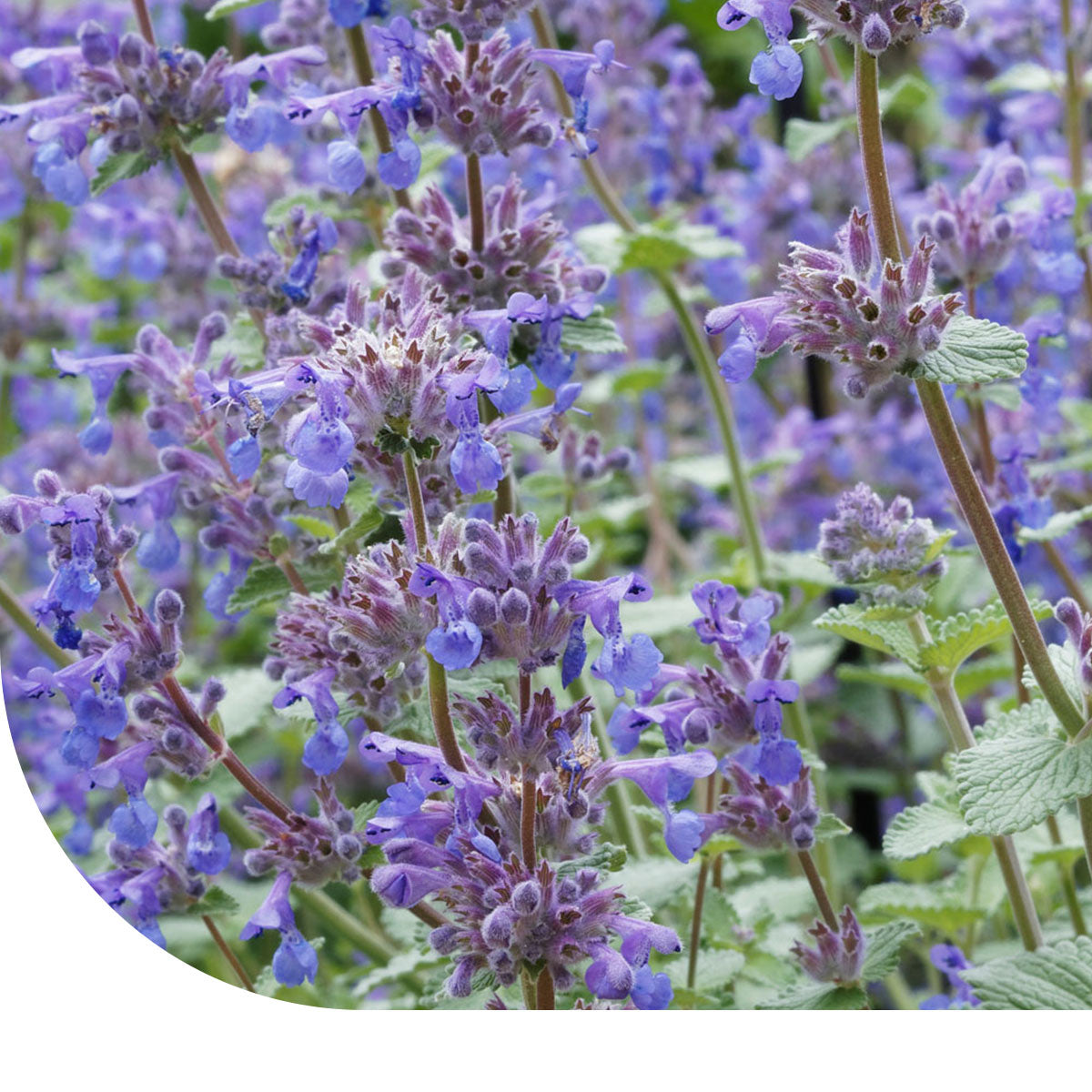 MRS Seeds & Mixtures Wild kattenkruid  - Nepeta cataria