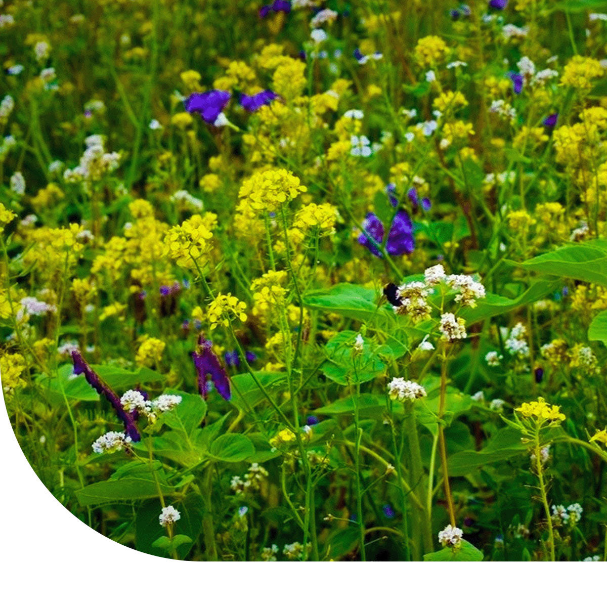 MRS Seeds & Mixtures Wildakker Gevogelte Zadenmengsel