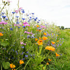MRS Seeds & Mixtures Wildbloemenmengsel één- en meerjarig - 45 soorten