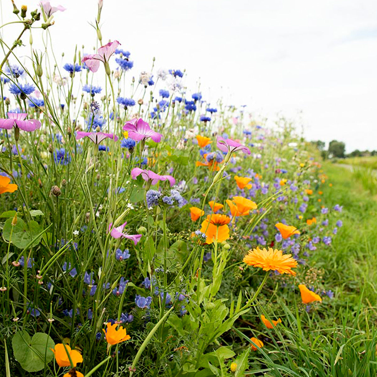 MRS Seeds & Mixtures Wildbloemenmengsel één- en meerjarig - 45 soorten