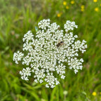 MRS Seeds & Mixtures Wilde peen - Daucus carota [nl]