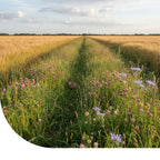 MRS Seeds & Mixtures Wildweidemengsel - Meerjarig