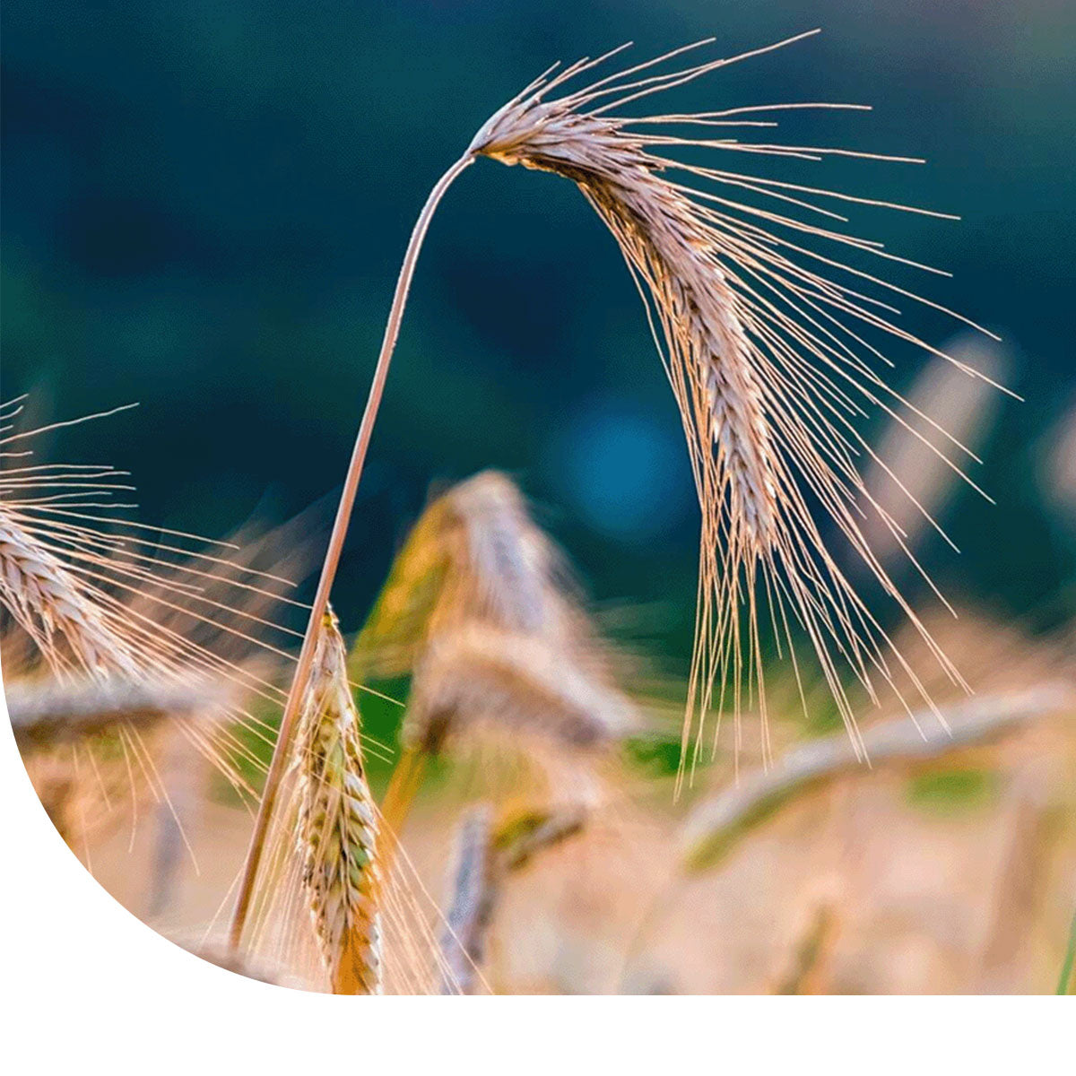 MRS Seeds & Mixtures Winterroggen [de]