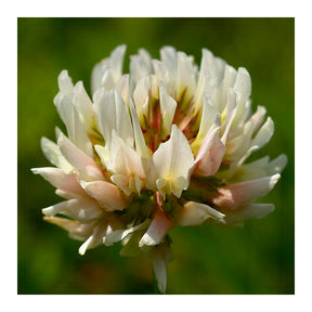 MRS Seeds & Mixtures Witte Klaver [nl]