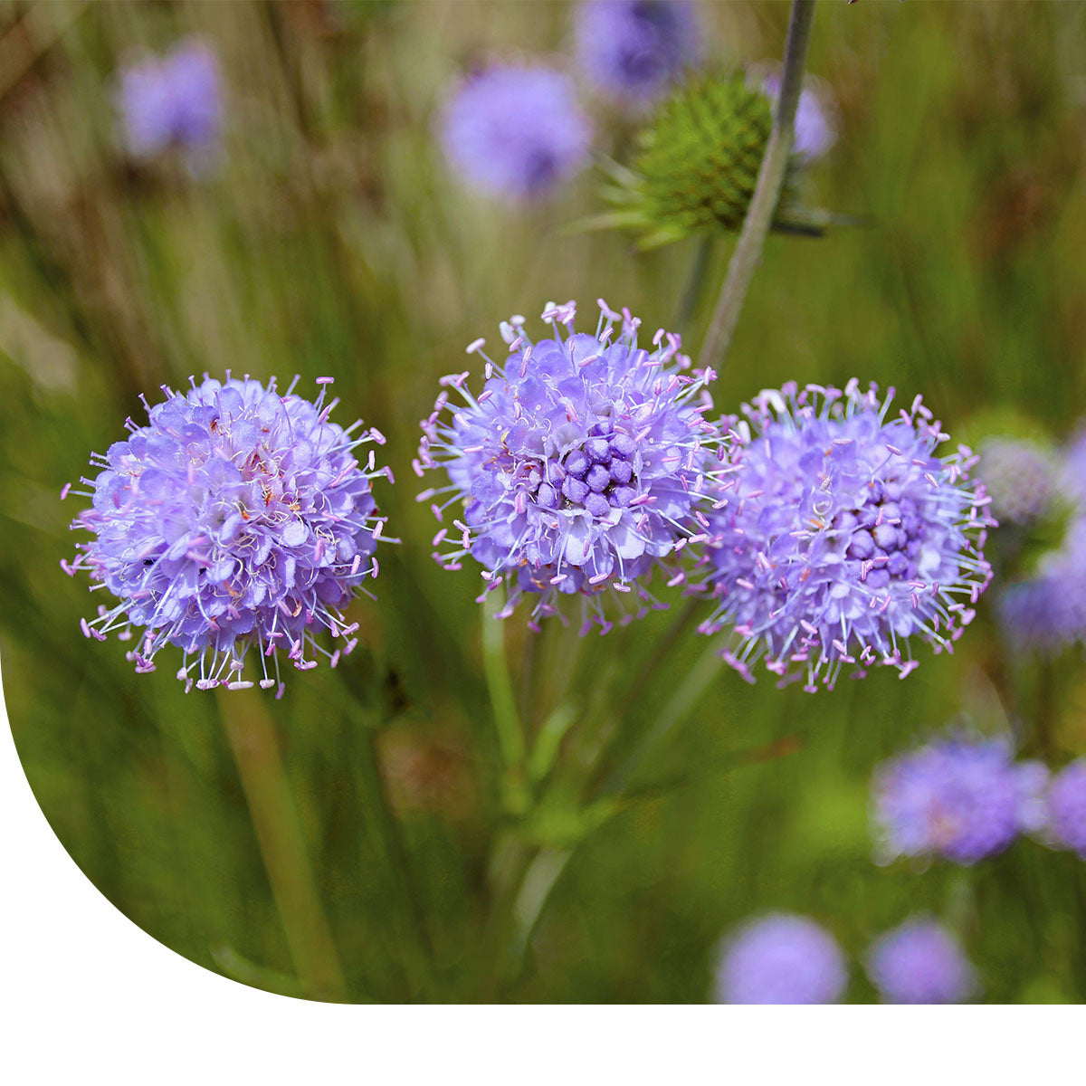 MRS Seeds & Mixtures Zandblauwtje – Jasione montana