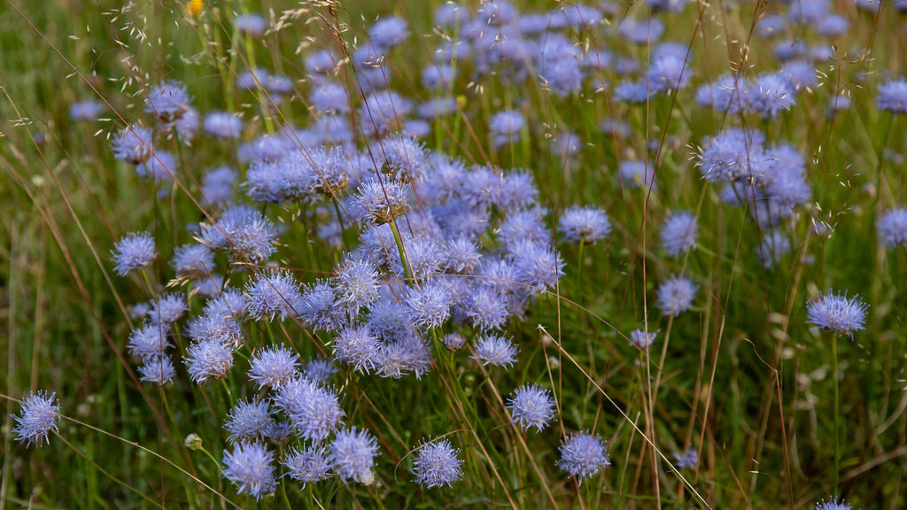 MRS Seeds & Mixtures Zandblauwtje – Jasione montana [nl]