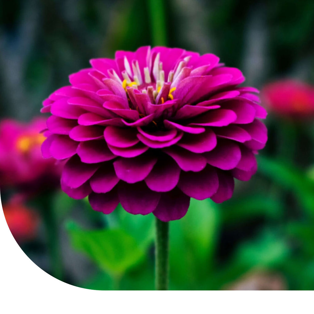 MRS Seeds & Mixtures Zinnia elegans - Lilliput Purple Gem