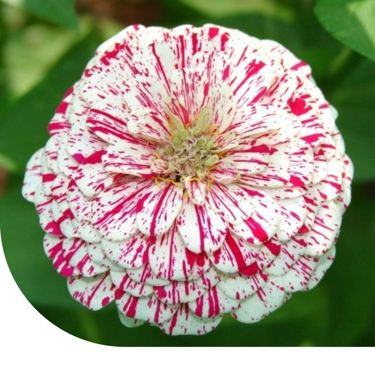 MRS Seeds & Mixtures Zinnia elegans - Peppermint Stick