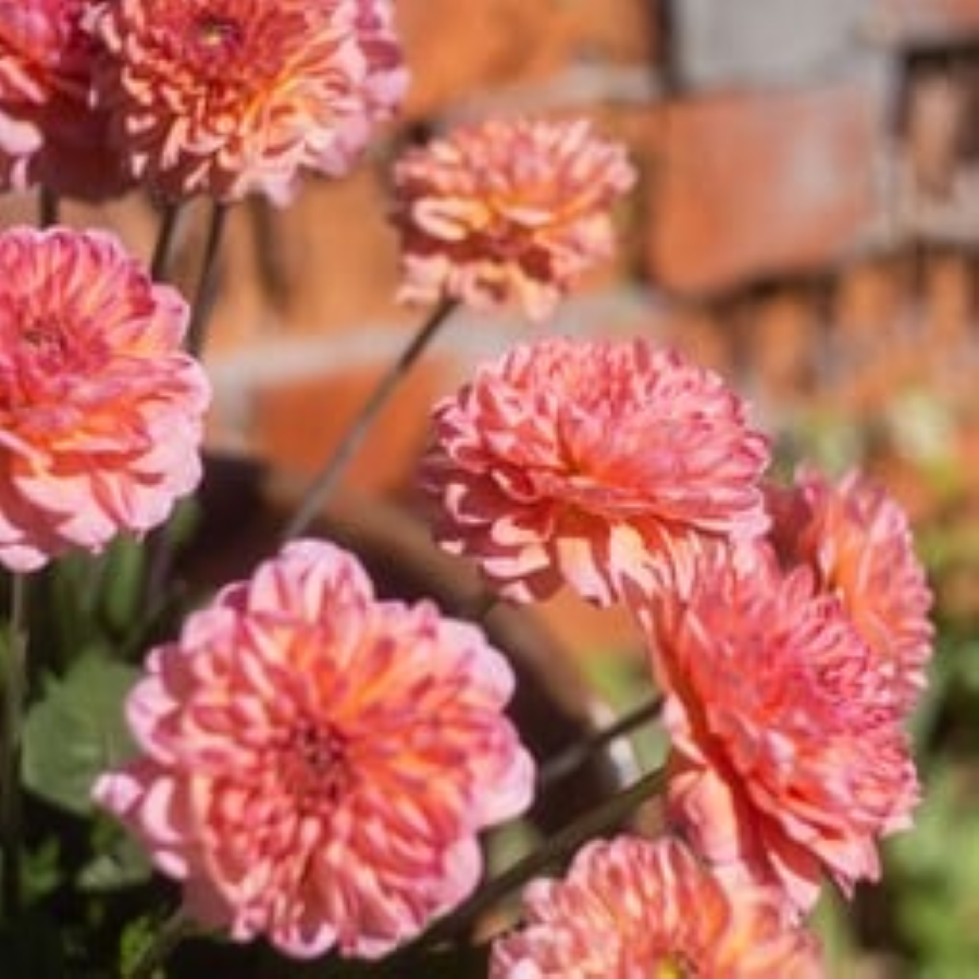 MRS Seeds & Mixtures Zinnia elegans - Salmon Queen [nl]