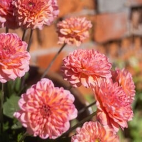 MRS Seeds & Mixtures Zinnia elegans - Salmon Queen [nl]