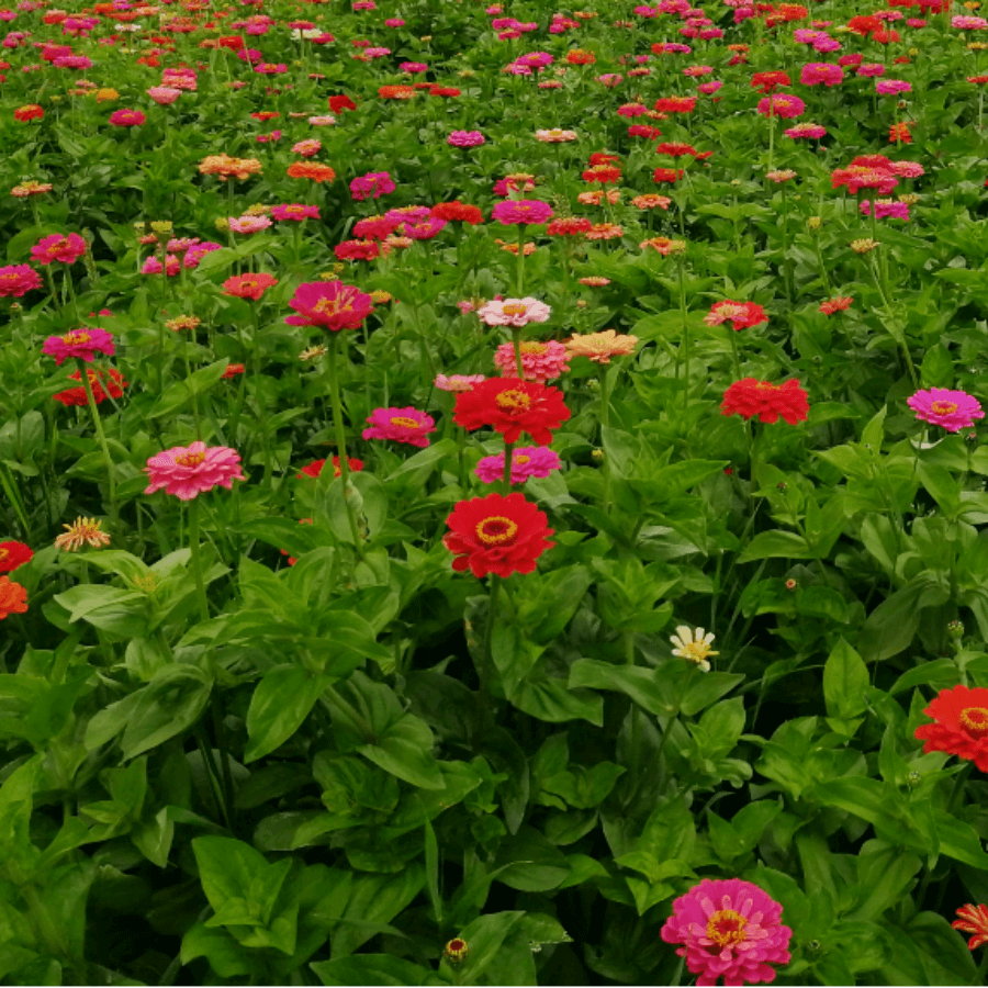 MRS Seeds & Mixtures Zinnia 'Giants of California' [nl]