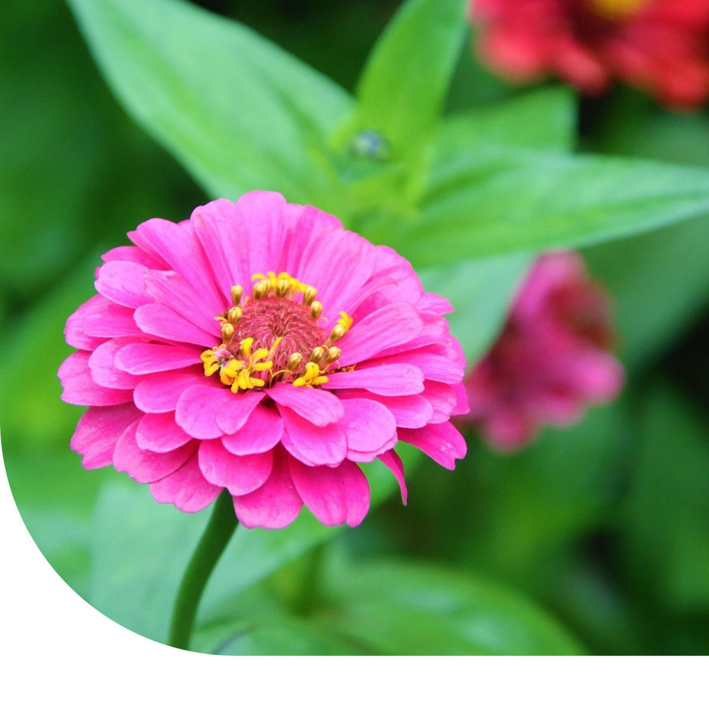 MRS Seeds & Mixtures Zinnia 'Giants of California'
