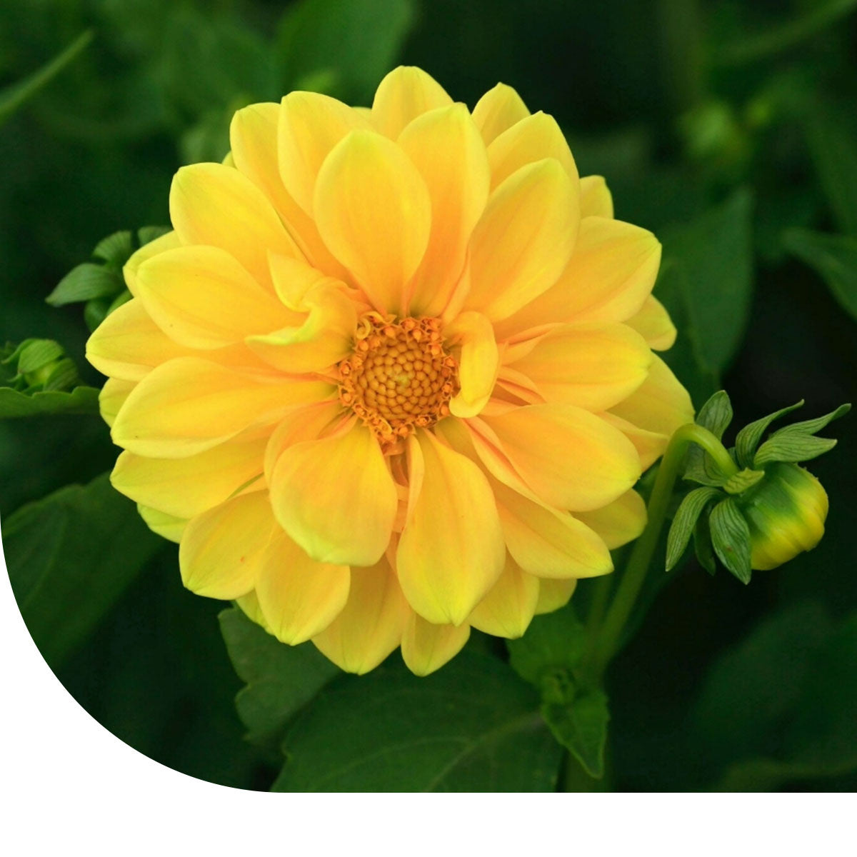MRS Seeds & Mixtures Zinnia violacea - Golden State [fr]