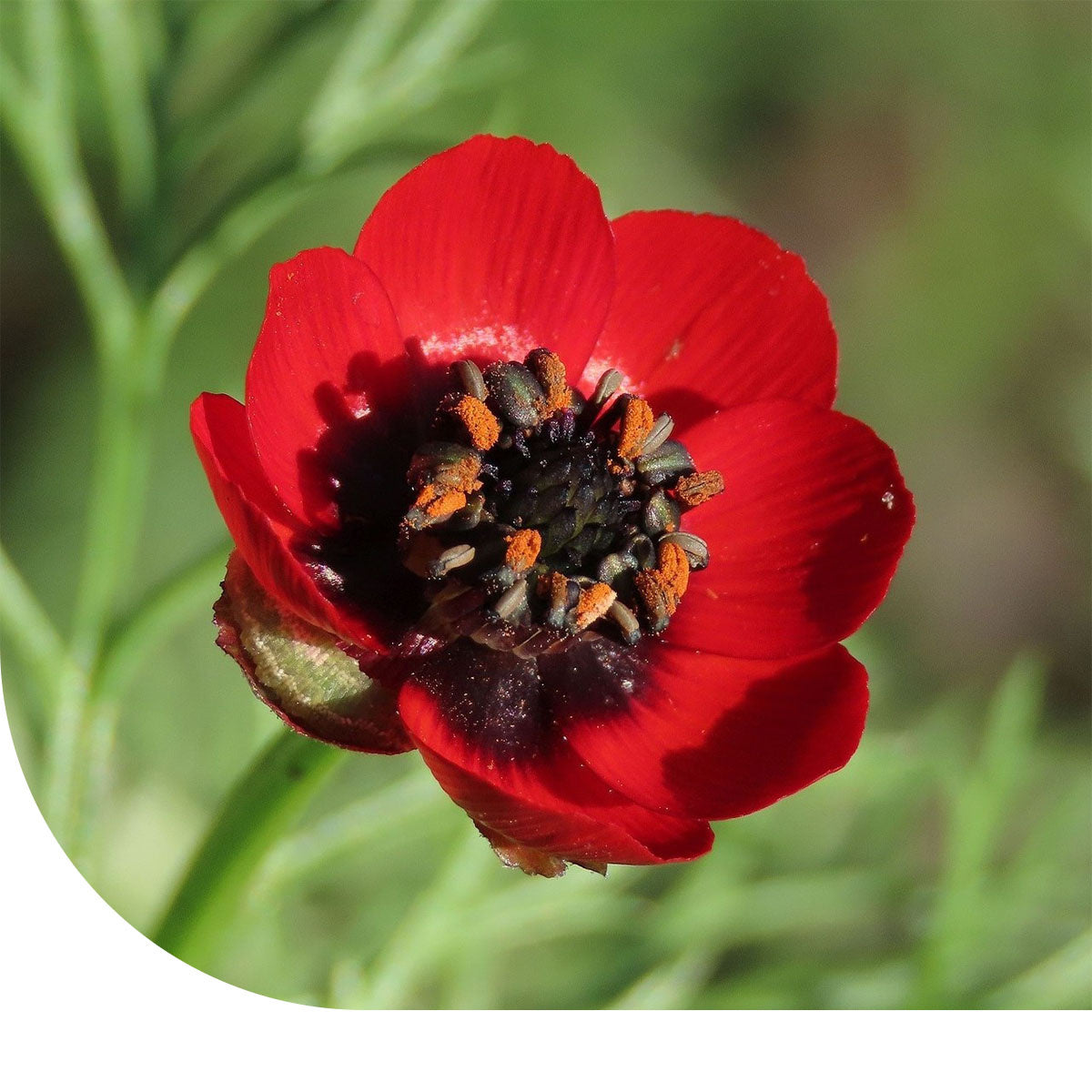 MRS Seeds & Mixtures Zomeradonis - Adonis aestivalis