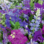 MRS Seeds & Mixtures Zomerbloemen -  Blauwe Tinten Mix [nl]