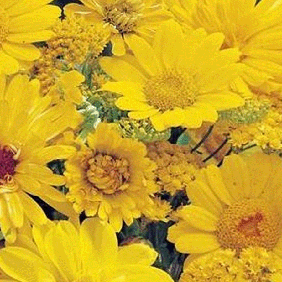 MRS Seeds & Mixtures Zomerbloemen Gele Tinten - Mix [nl]