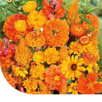 MRS Seeds & Mixtures Zomerbloemen Oranje Tinten Mix