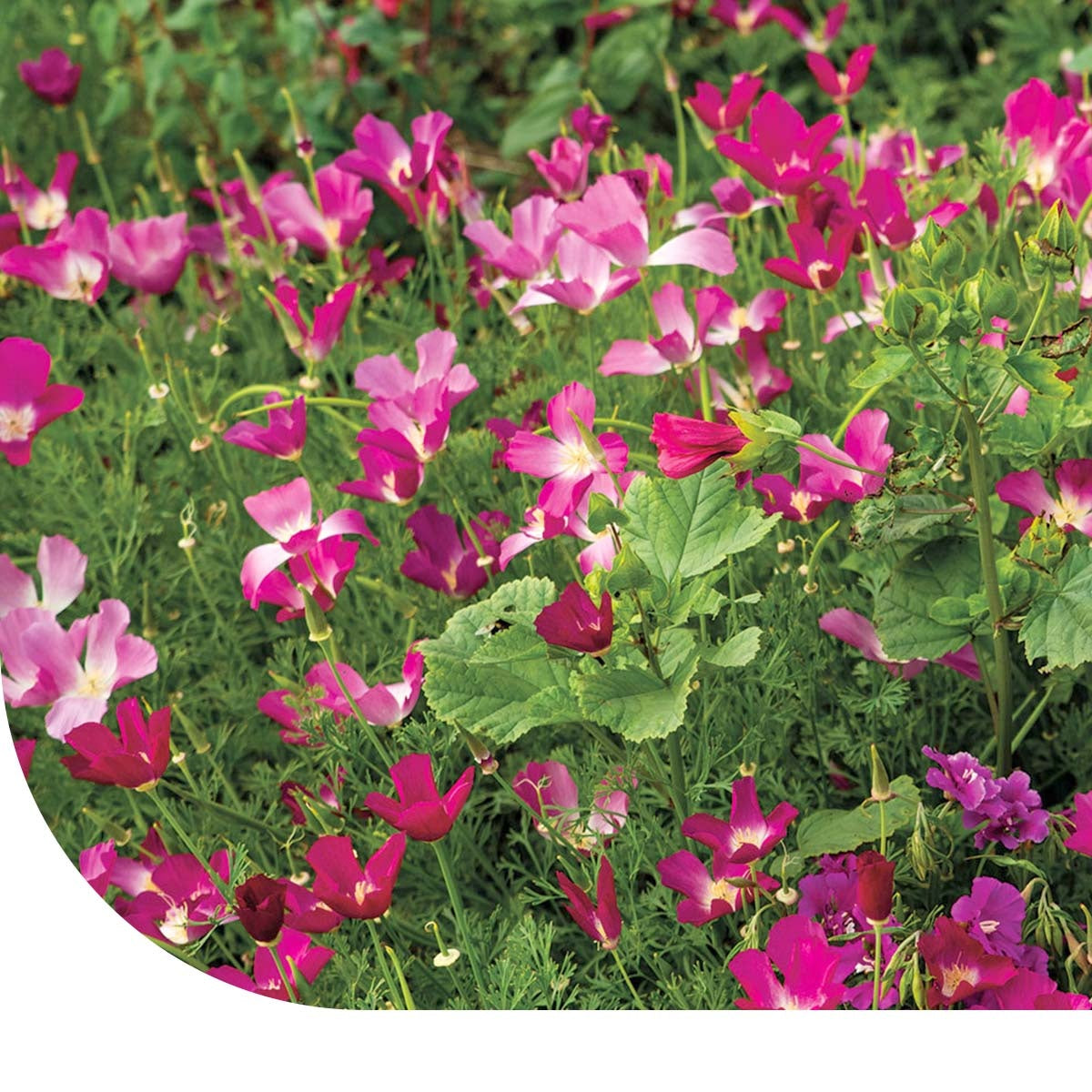 MRS Seeds & Mixtures Zomerbloemen Paarse Tinten Mix