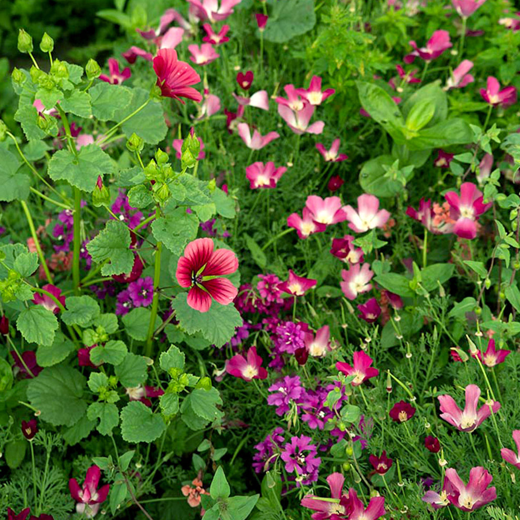 MRS Seeds & Mixtures Zomerbloemen Paarse Tinten Mix