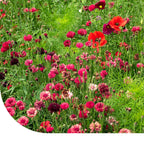 MRS Seeds & Mixtures Zomerbloemen Rode Tinten Mix