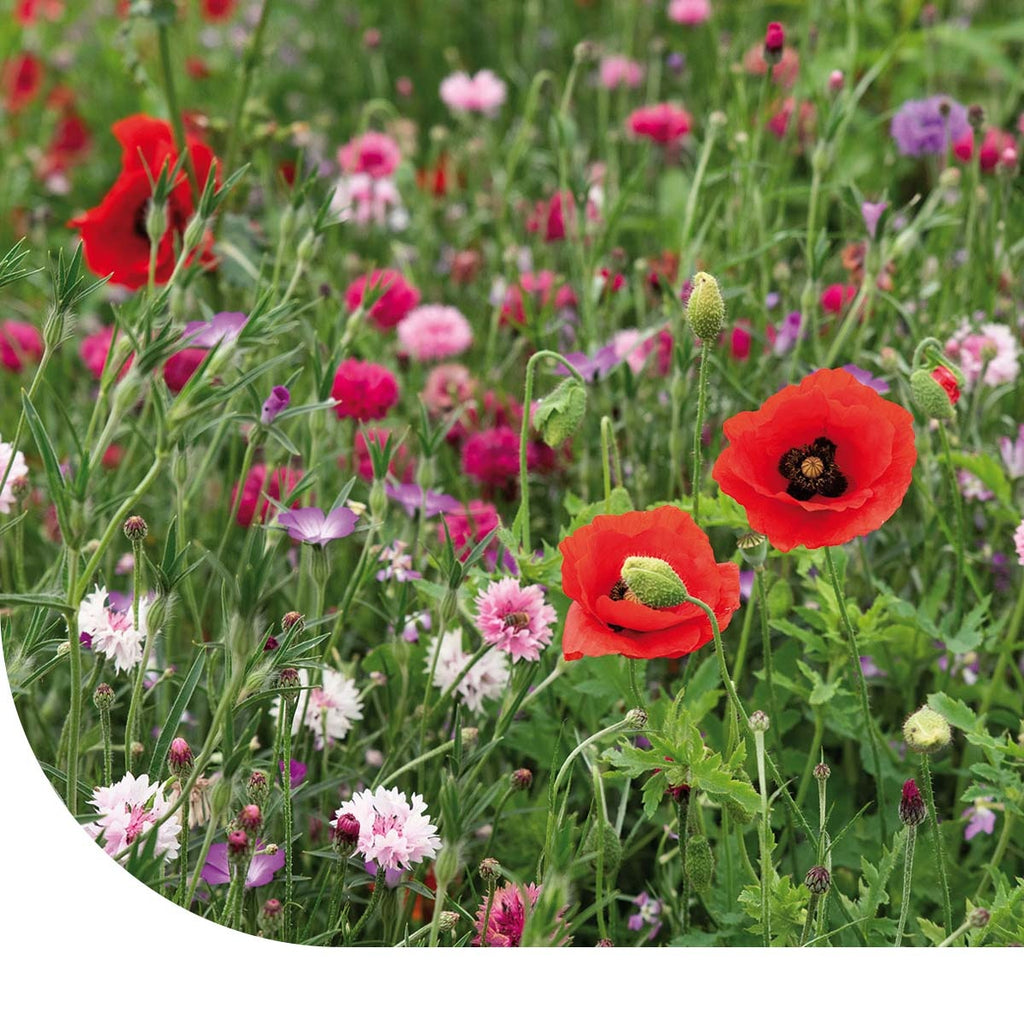 MRS Seeds & Mixtures Zomerbloemen Roze & Rode Tinten Mix