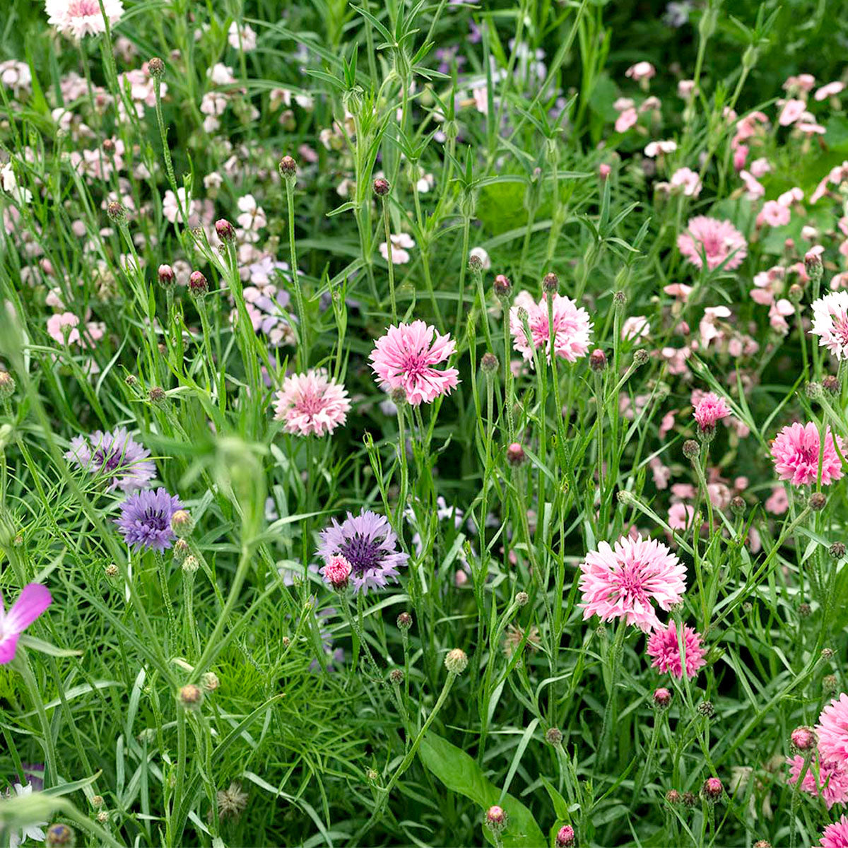 MRS Seeds & Mixtures Zomerbloemen Roze Tinten Mix