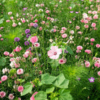 MRS Seeds & Mixtures Zomerbloemen Roze Tinten Mix