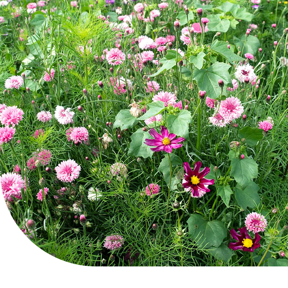 MRS Seeds & Mixtures Zomerbloemen Roze Tinten Mix