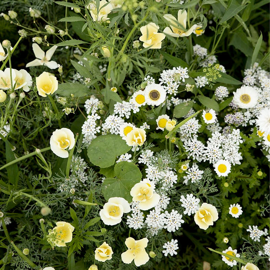 MRS Seeds & Mixtures Zomerbloemen Witte Tinten Mix