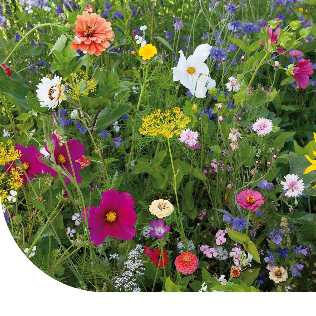 MRS Seeds & Mixtures Zomerbloemenmengsel 1-jarig