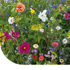 MRS Seeds & Mixtures Zomerbloemenmengsel 1-jarig