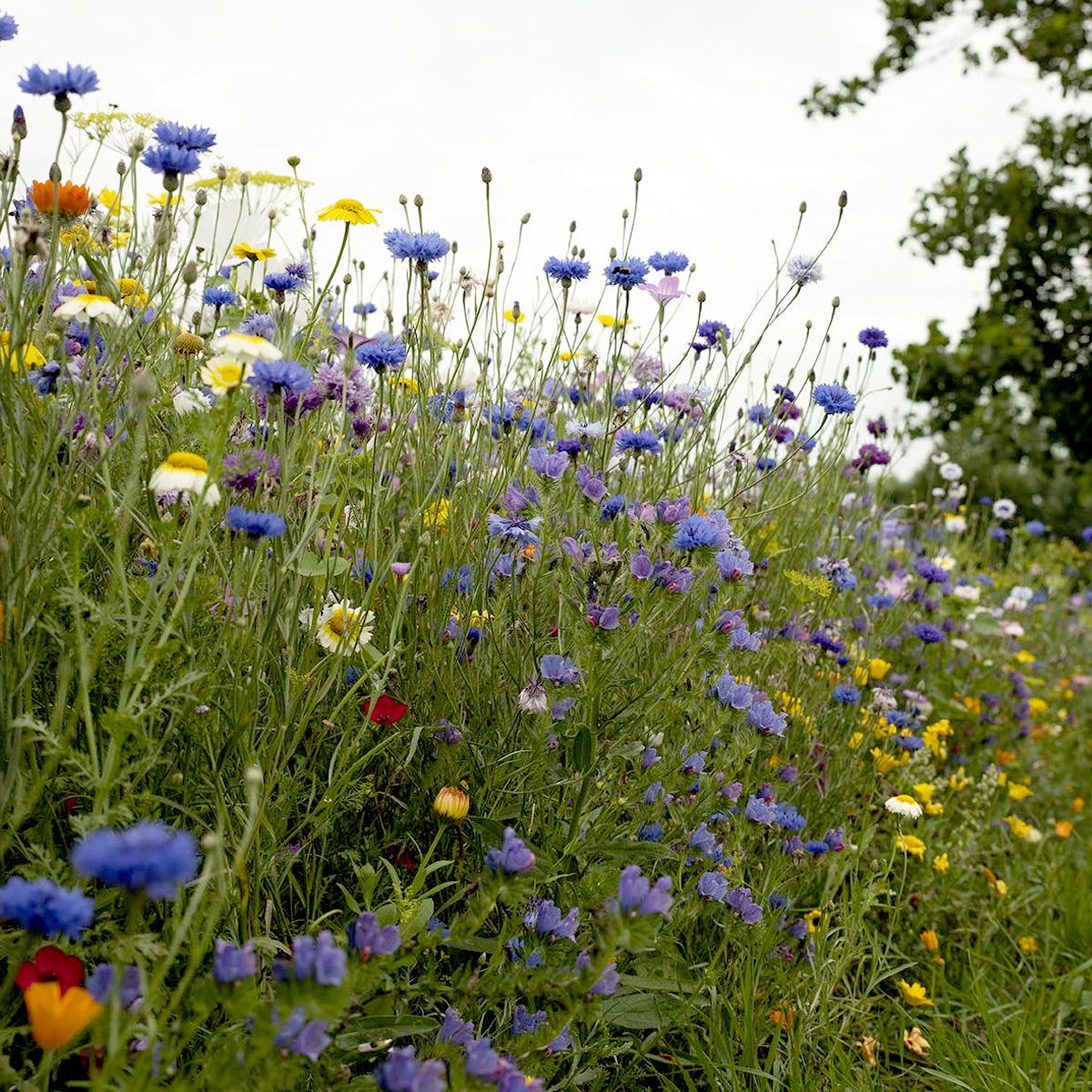 MRS Seeds & Mixtures Zomerbloemenmengsel 1-jarig