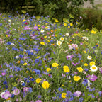 MRS Seeds & Mixtures Zomerbloemenmengsel 1-jarig