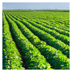 MRS Seeds & Mixtures Zomerveldbonen - Vicia faba [nl]