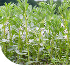 MRS Seeds & Mixtures Zomerveldbonen - Vicia faba