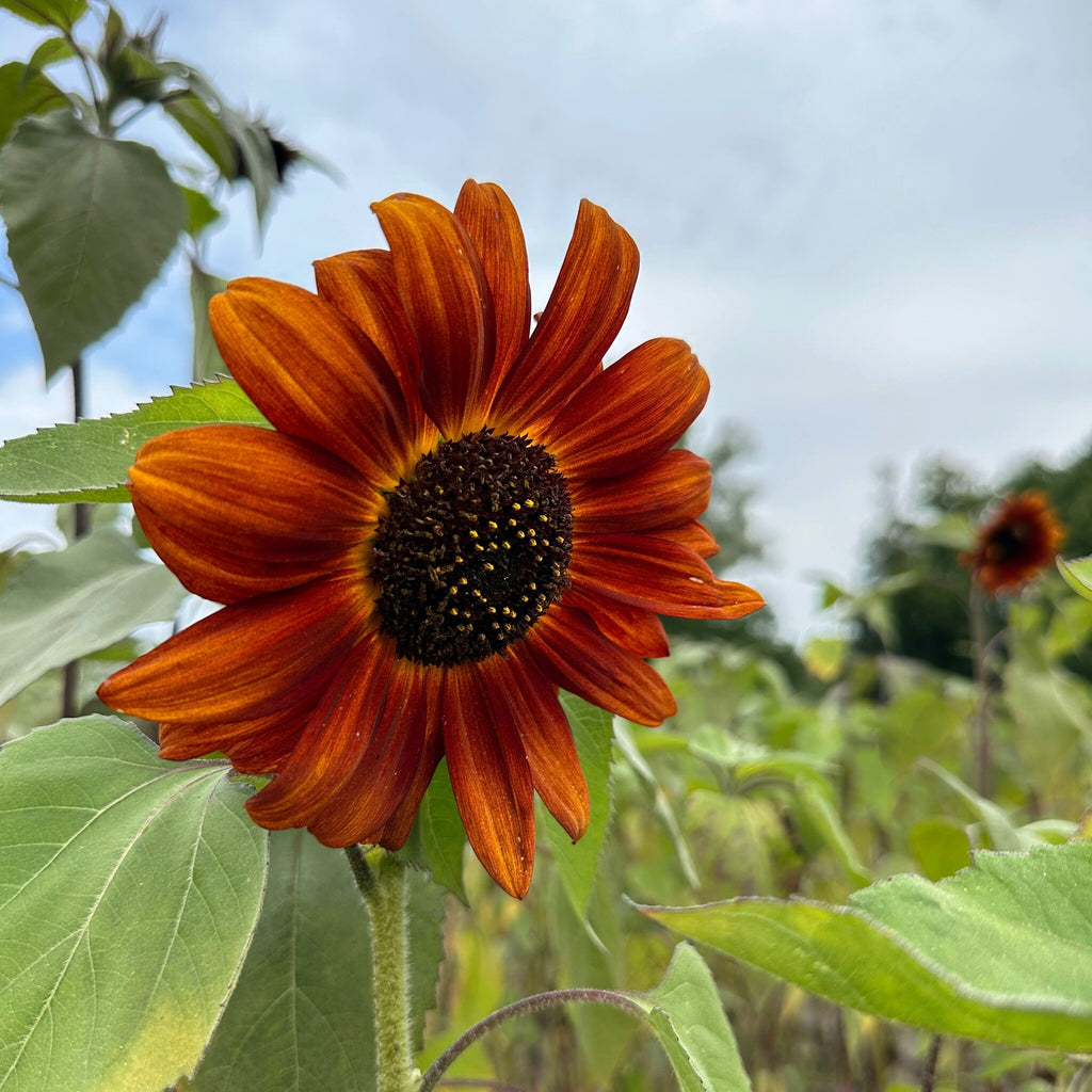 MRS Seeds & Mixtures Zonnebloem "Avondzon" [nl]