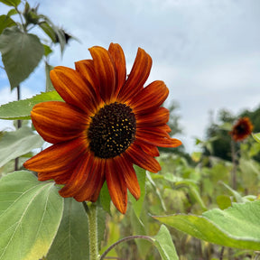 MRS Seeds & Mixtures Zonnebloem "Avondzon" [nl]