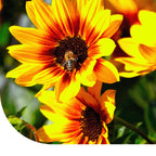 MRS Seeds & Mixtures Zonnebloem 'Dwarf fantasy mix'