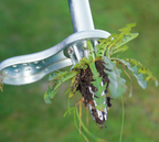 Talen Tools Onkruidsteker - TK6 [nl]