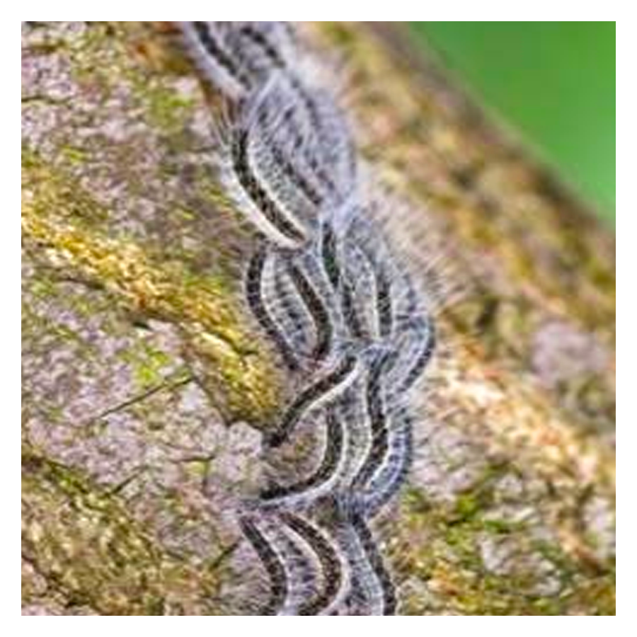 Ten Have Bloemen/Kruidenmengsel - Eikenprocessie Control [nl]