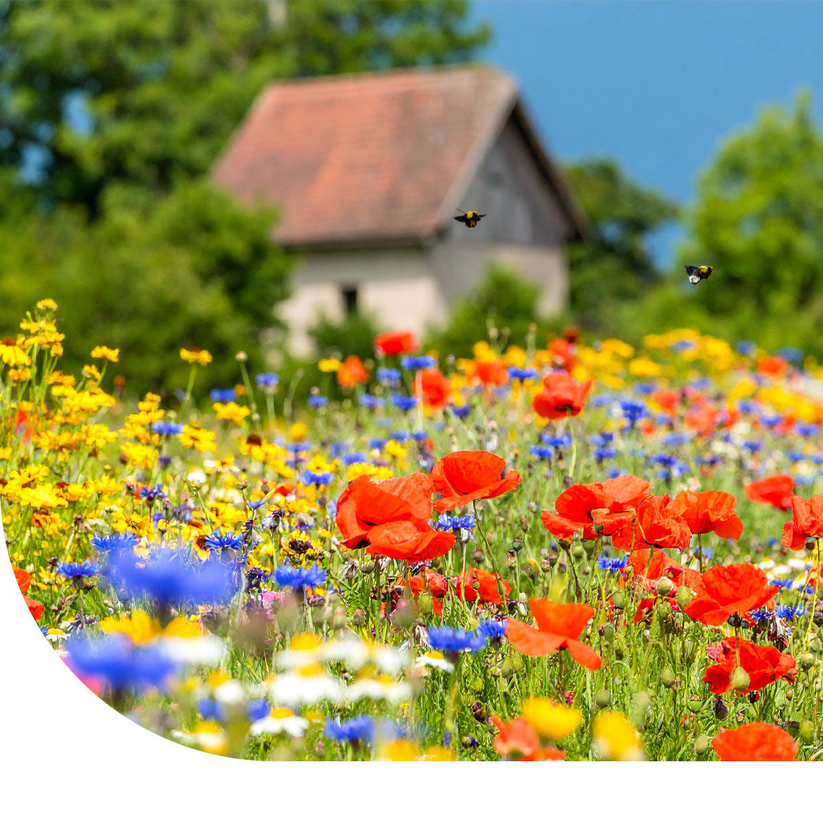 Ten Have Funktionelle Agro-Biodiversität (FAB) mischung [de]