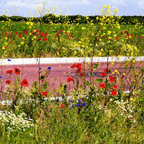 Ten Have Green Star Bermbloemenmengsel [nl]