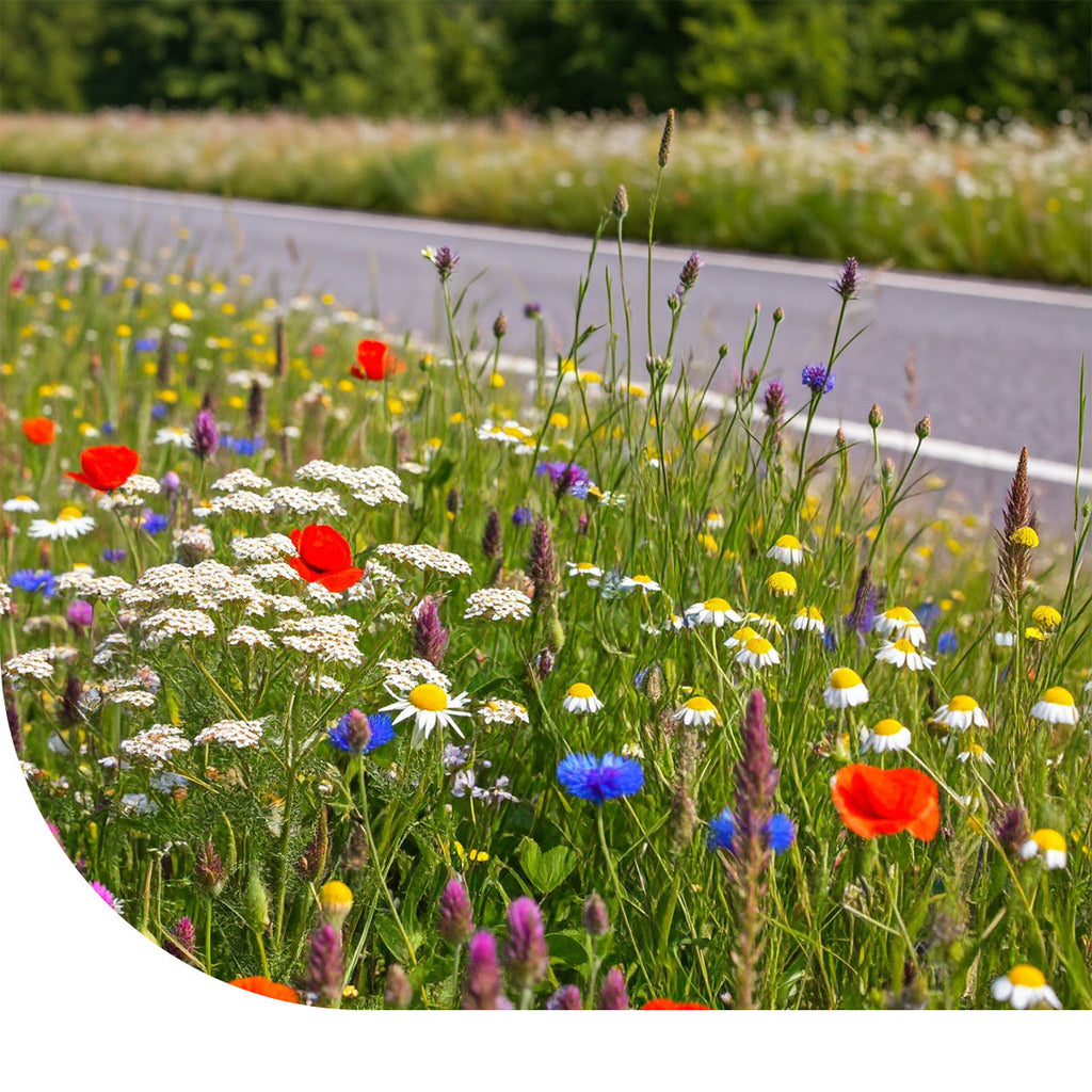 Ten Have Green Star Bermbloemenmengsel [nl]