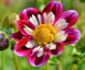 Bloemenzaad